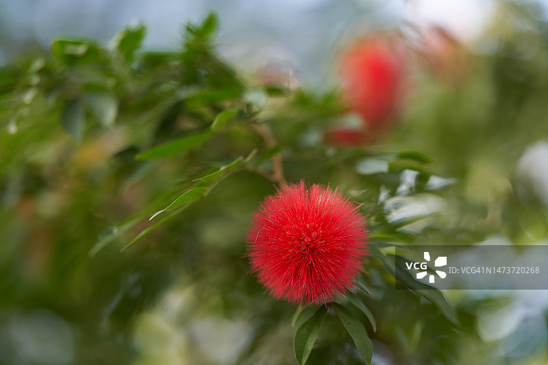 红绒球花图片素材