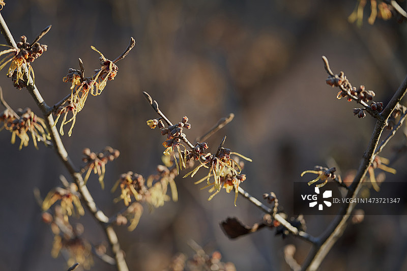 金缕梅图片素材