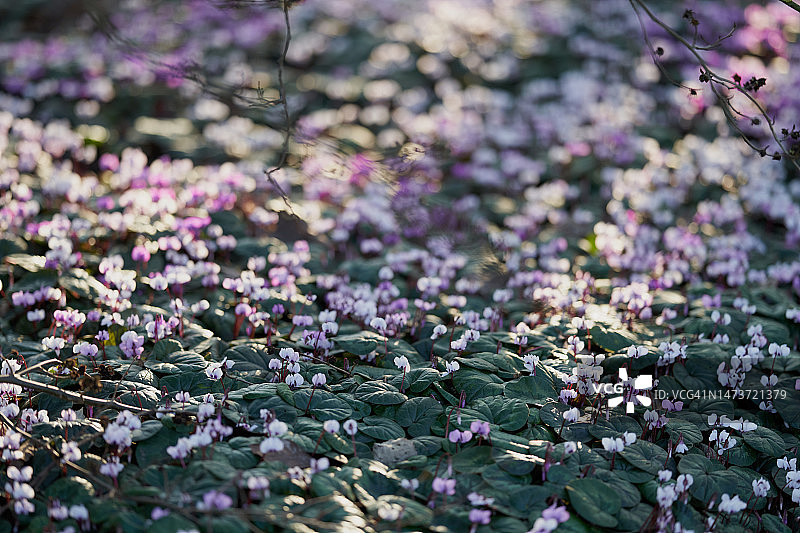 仙客来图片素材