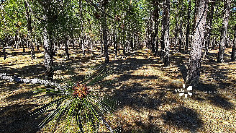 北卡罗来纳州火炬松农场图片素材
