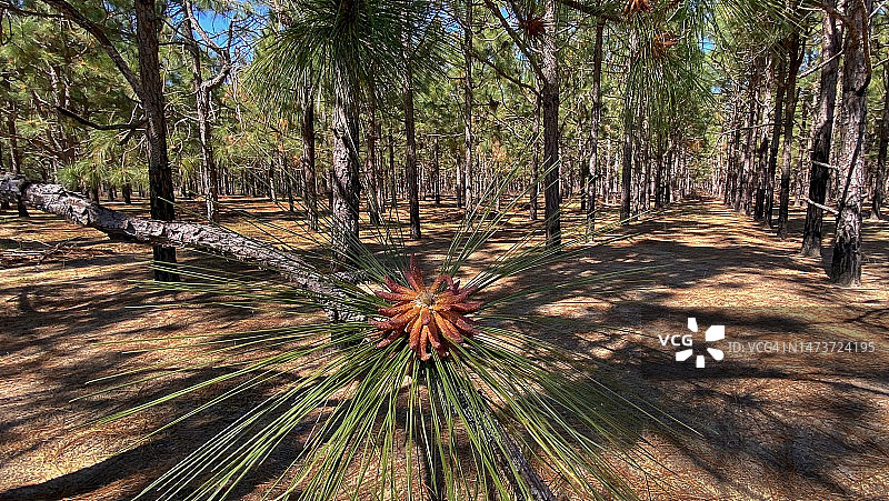 北卡罗来纳州火炬松农场图片素材