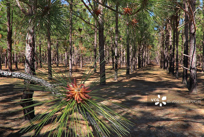 北卡罗来纳州火炬松农场图片素材