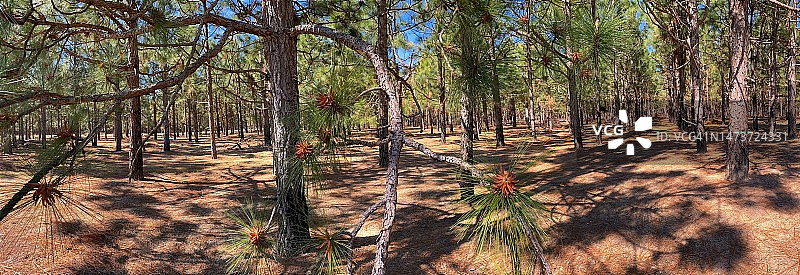 北卡罗来纳州火炬松针叶林全景图片素材