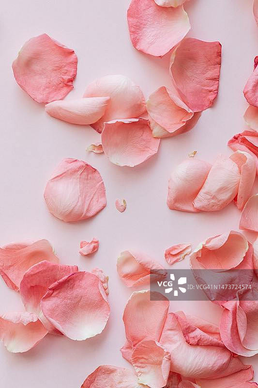 白色背景上的粉色玫瑰俯视图，印度尼西亚图片素材