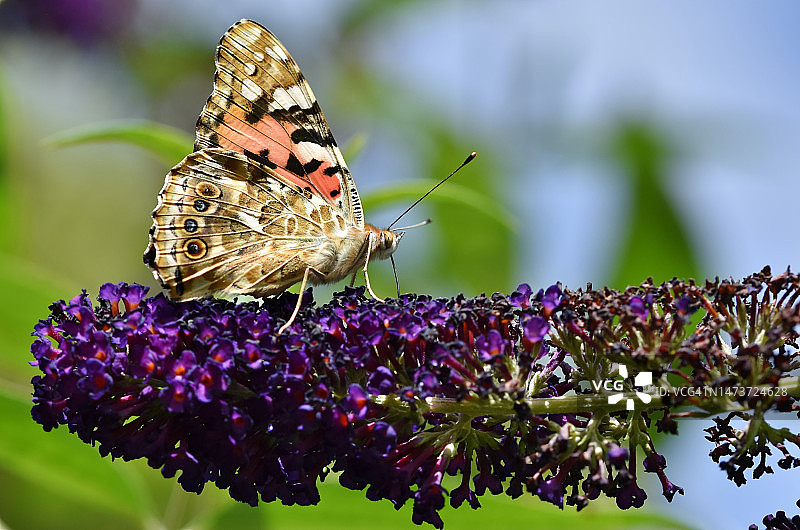 紫色花朵上蝴蝶授粉的特写，印度尼西亚图片素材