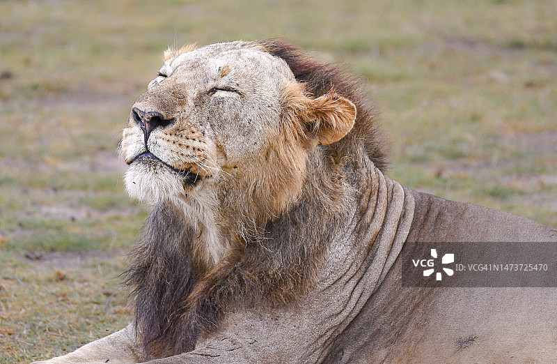 肯尼亚原野上的幼狮特写图片素材