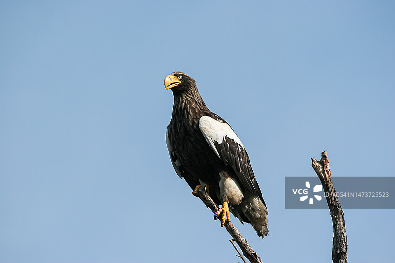 萨哈林州天空背景下坐在树枝上的奥兰鸟特写图片素材