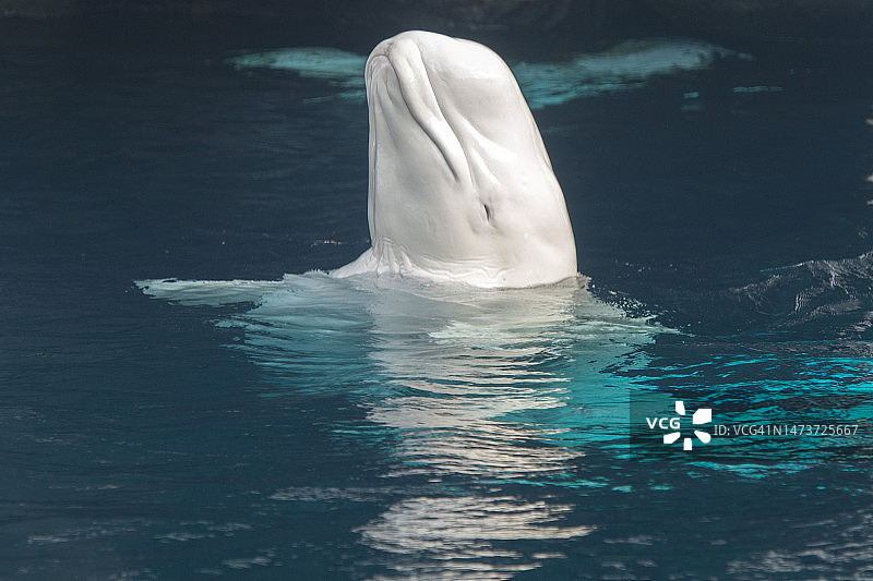 海中漂浮的瓶子特写图片素材