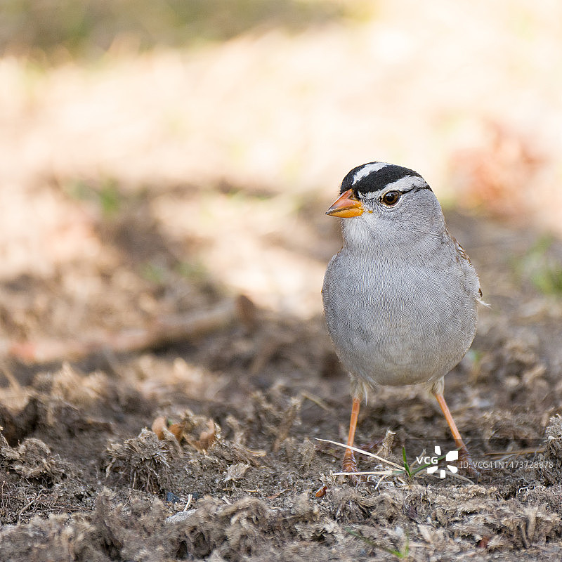 在地面上觅食的白头鹀图片素材
