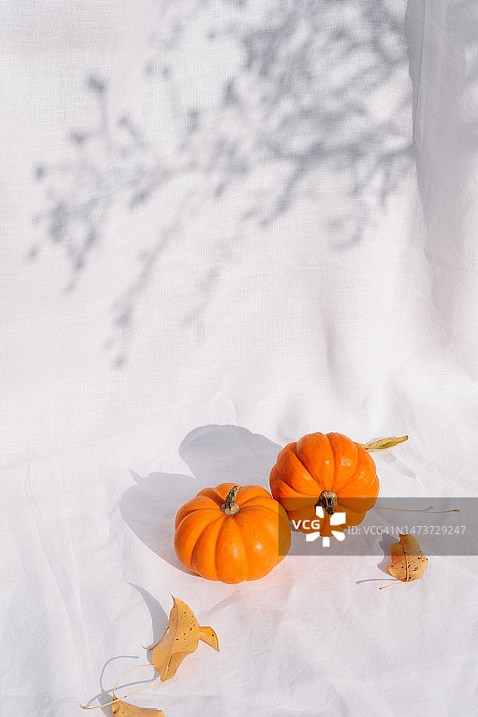 时尚简约的构图，白色织物上放着小南瓜。秋季氛围。感恩节。你好，秋天。万圣节。节日背景。生态。环保。图片素材