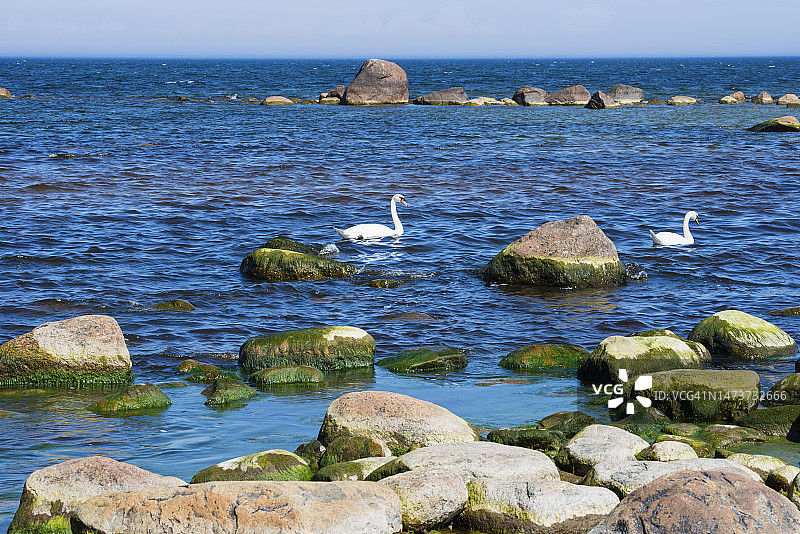 冰川漂砾巨石间的疣鼻天鹅图片素材