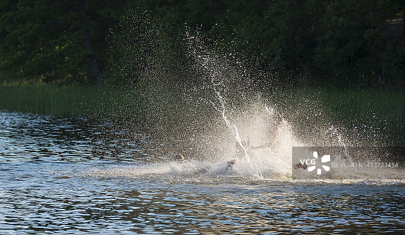 水中乐趣图片素材