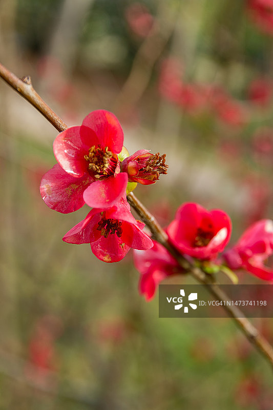 第一批红色春花图片素材