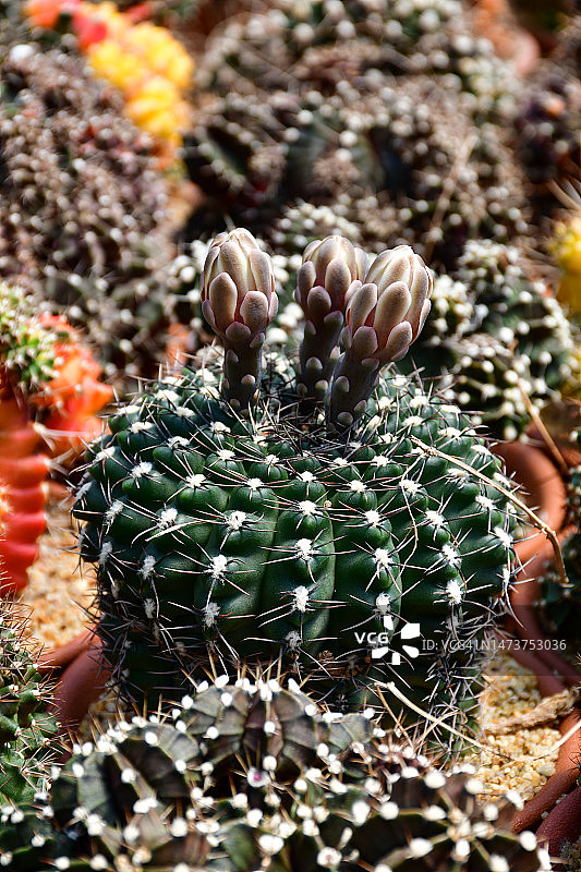 开放式仙人掌农场中开花的裸萼球仙人掌图片素材