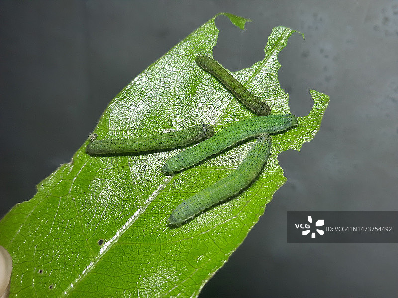湿绿叶特写图片素材