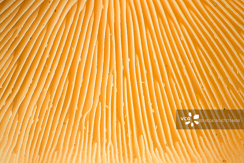 生长在印度尼西亚的干燥柚木叶子纹理图片素材