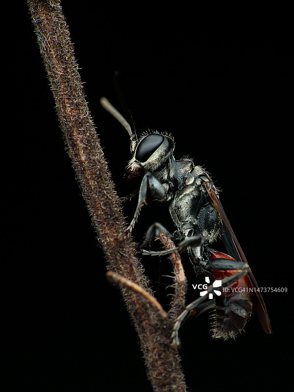 生长在印度尼西亚的干燥柚木叶子纹理图片素材