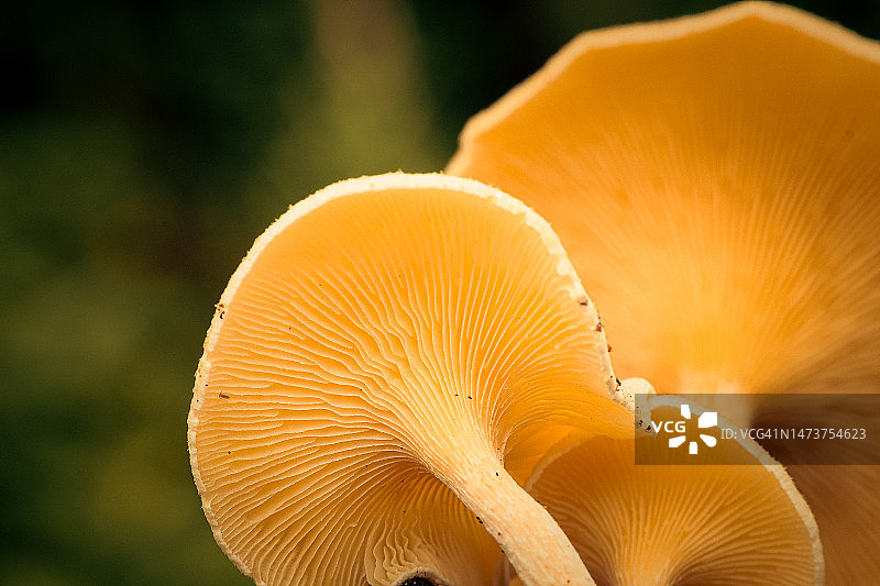 生长在印度尼西亚的干燥柚木叶子纹理图片素材