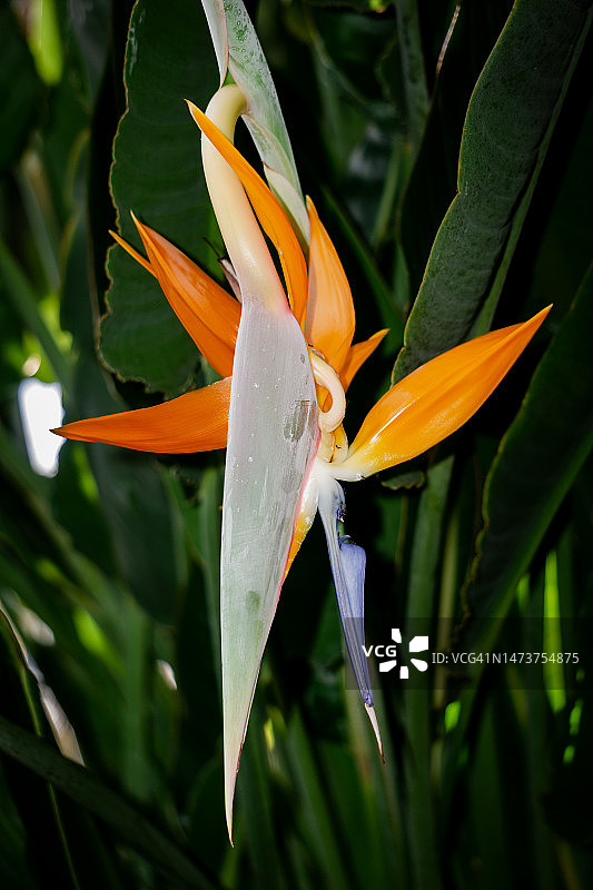 天堂鸟花的微距照片，美国图片素材
