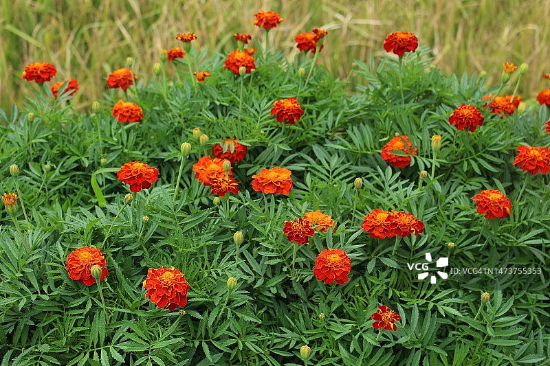 田野上的红色植物特写图片素材