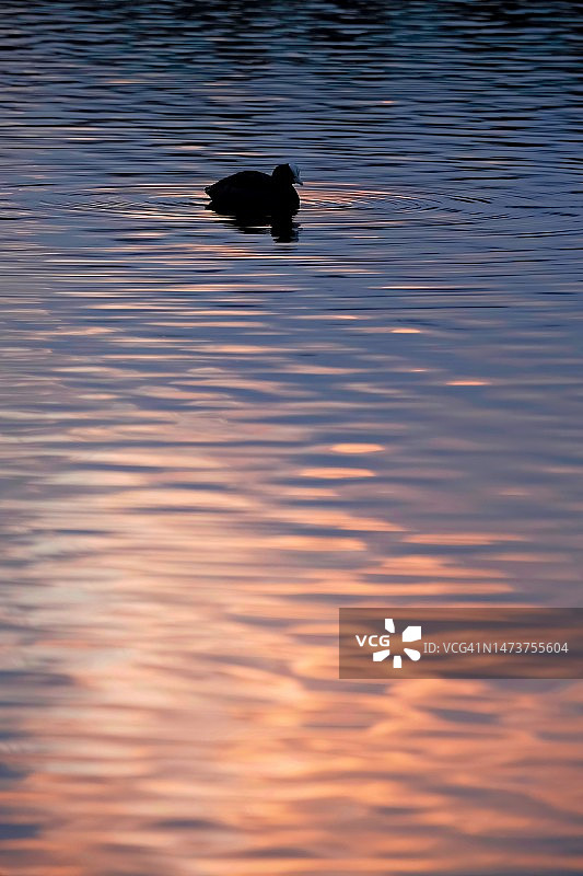 鸭子在德国恩格尔布鲁赫湖中游泳的轮廓图片素材