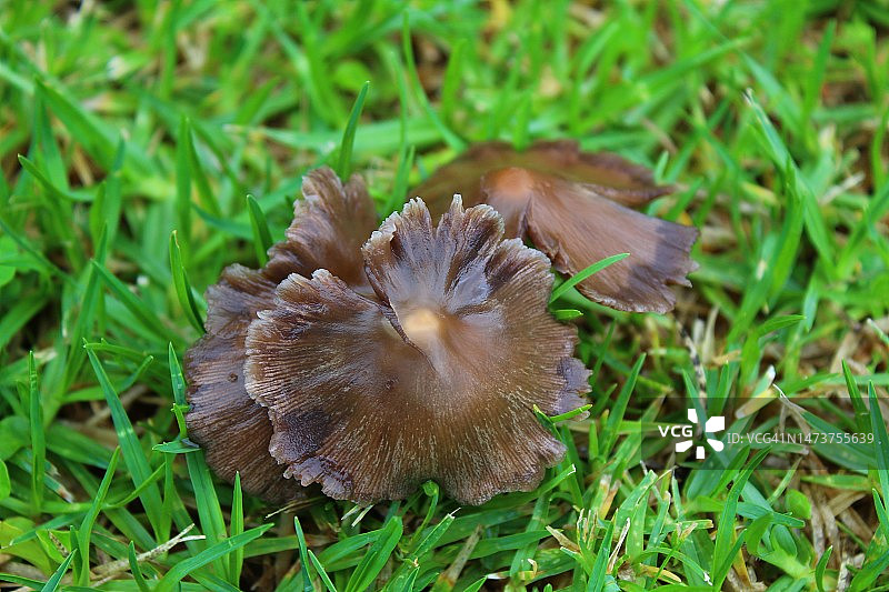 南非森图里昂田野上生长的蘑菇特写图片素材