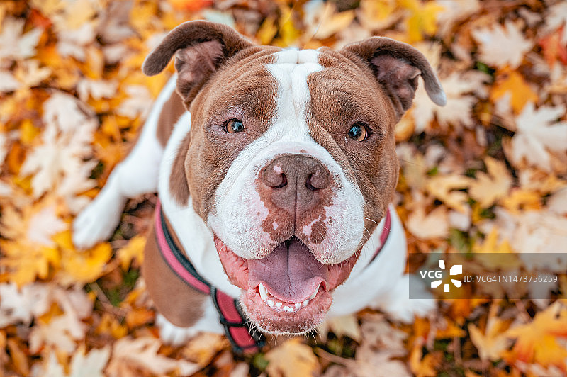 在黄色、红色、棕色落叶中微笑的斗牛犬图片素材