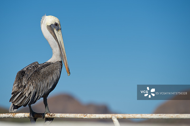 棕色鹈鹕栖息在木桩上，背景是晴朗的天空特写图片素材