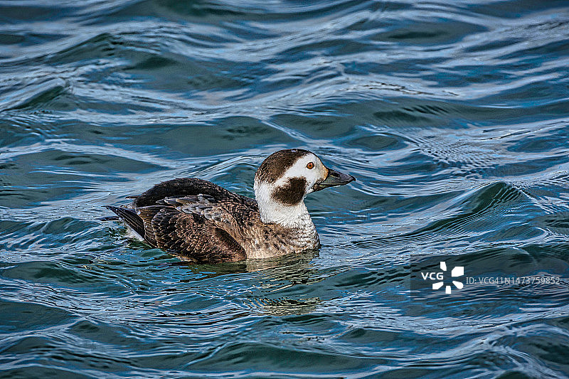 潜水鸭图片素材