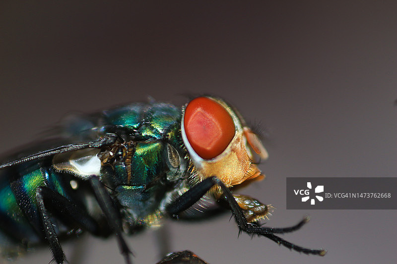 印尼树根上的一些苍蝇图片素材