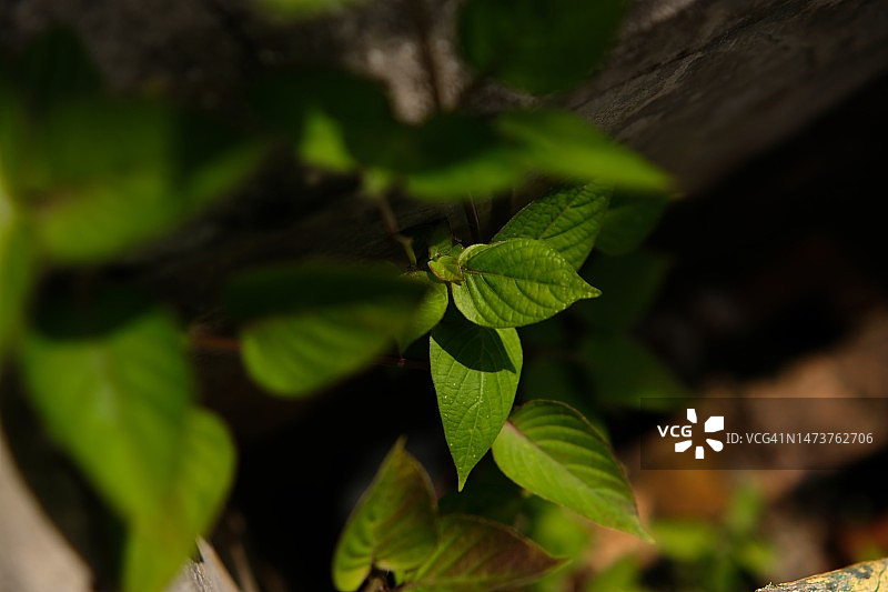 印度尼西亚的绿色叶子特写图片素材