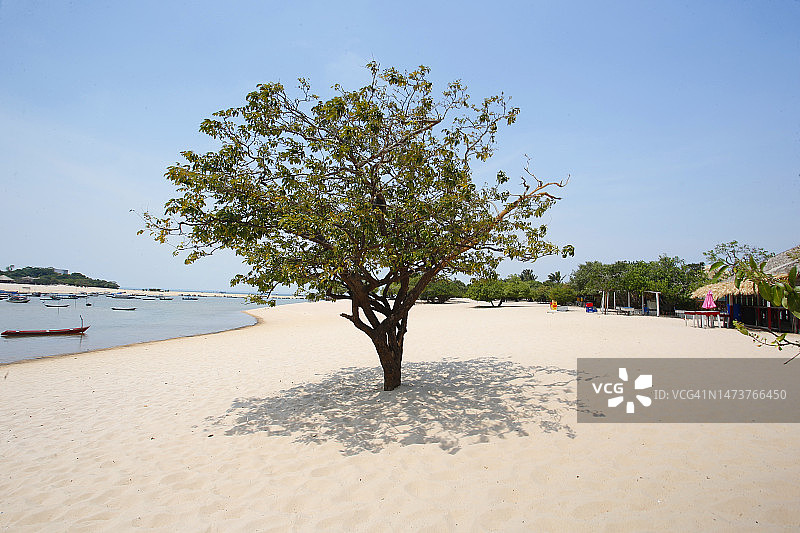 巴西海滩上孤独的树图片素材