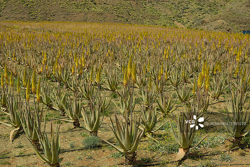 芦荟种植园图片素材