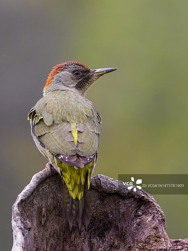 欧洲绿啄木鸟栖息在核桃树的繁殖洞前图片素材
