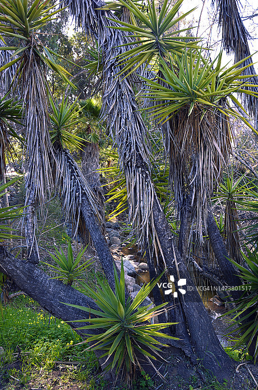 圣罗克溪的植被图片素材