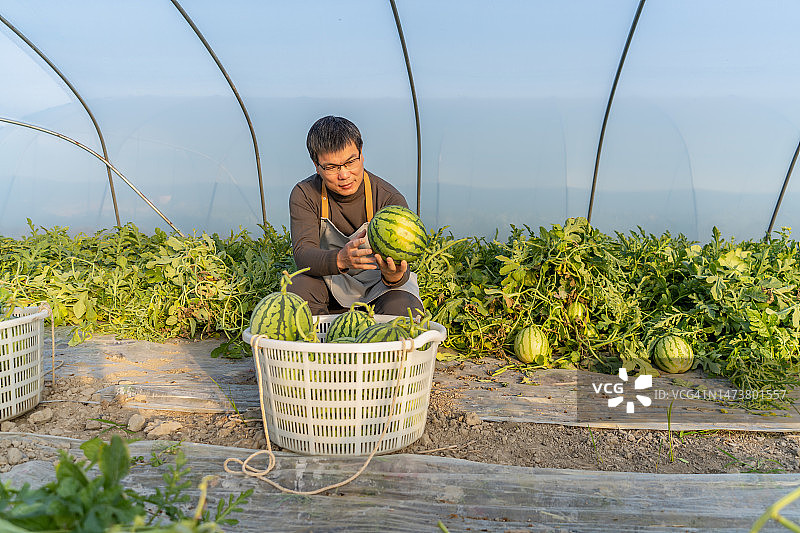 一名男子在温室里展示成熟的西瓜图片素材