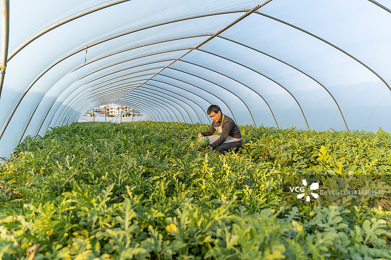 男农民在温室里收获成熟的西瓜图片素材