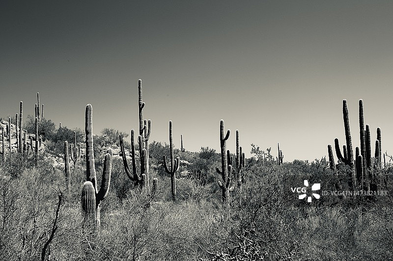 沙漠景观中的仙人掌图片素材