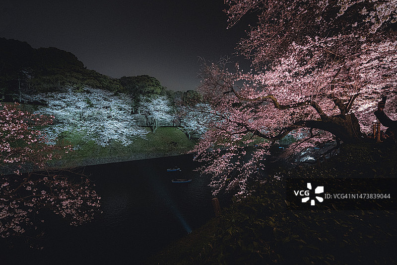 日本春季赏樱季，人们在千鸟渊划船赏樱图片素材