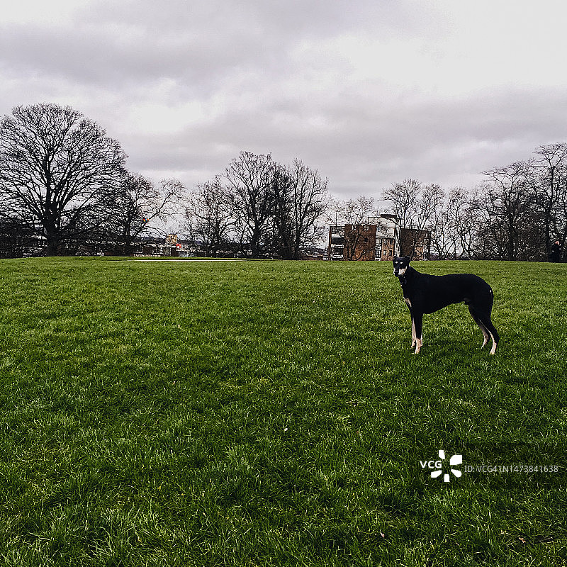 伦敦城市景观图片素材