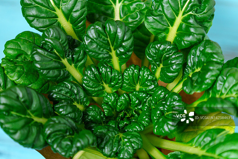 塌棵菜，白菜属芜菁种图片素材