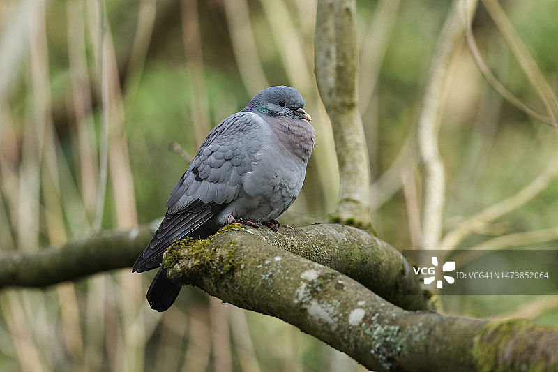 栖息在树枝上的鸽子图片素材