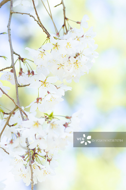 垂泪樱花图片素材