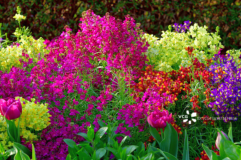 柳穿鱼图片素材