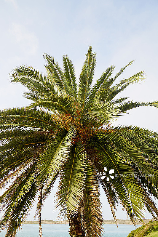 晴空下的棕榈树图片素材