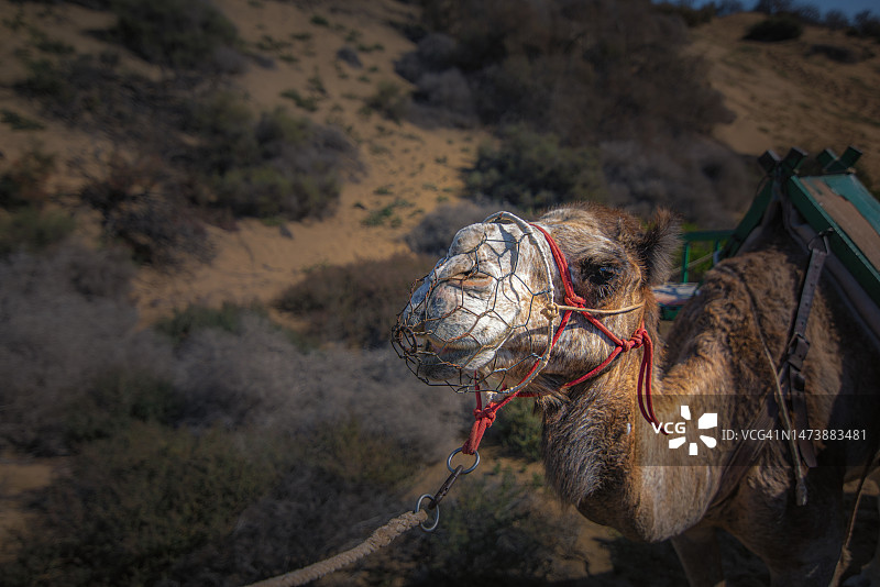 骆驼特写图片素材