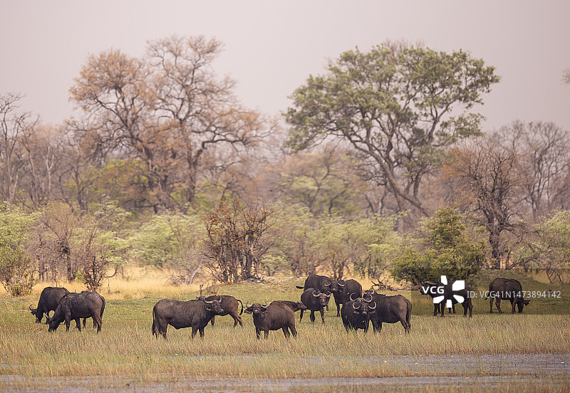 博茨瓦纳奥卡万戈三角洲上的非洲水牛与多种啄牛鸟图片素材
