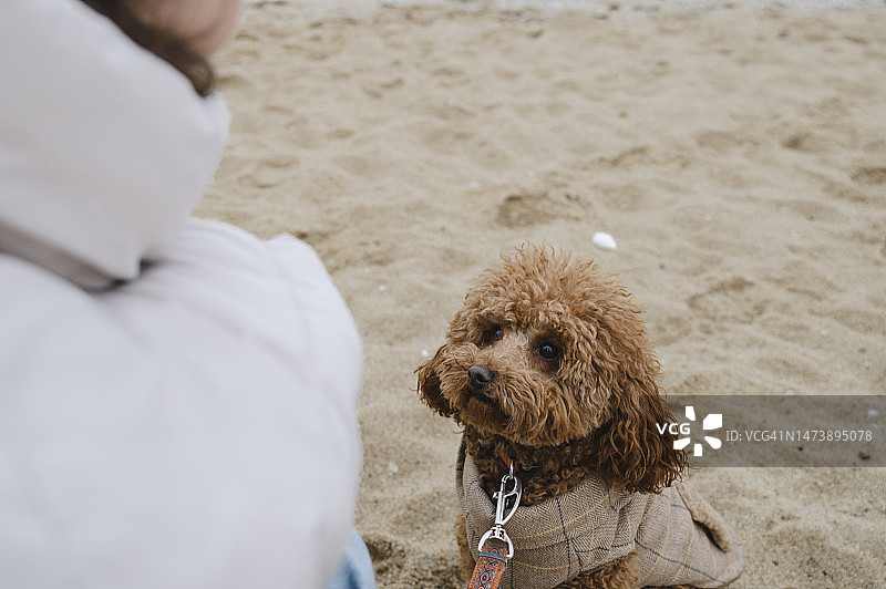马尔济波犬坐在沙滩上图片素材