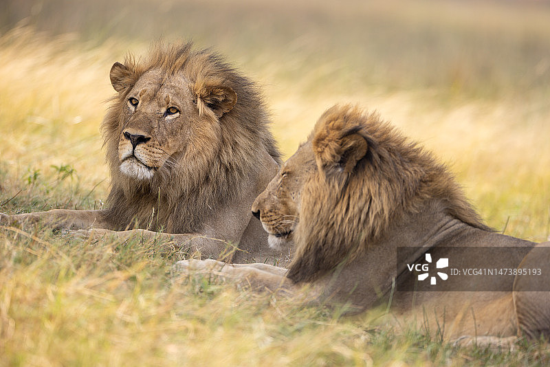 狮群在阴凉处休息，博茨瓦纳奥卡万戈三角洲图片素材