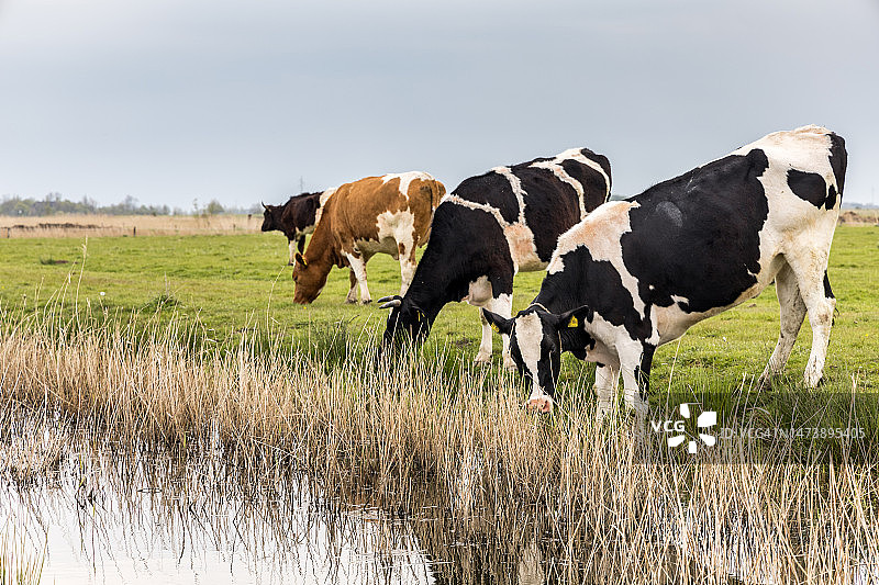 在草地上吃草的奶牛图片素材